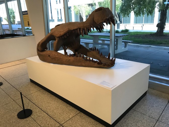 Skull of deinosuchus crocodile.