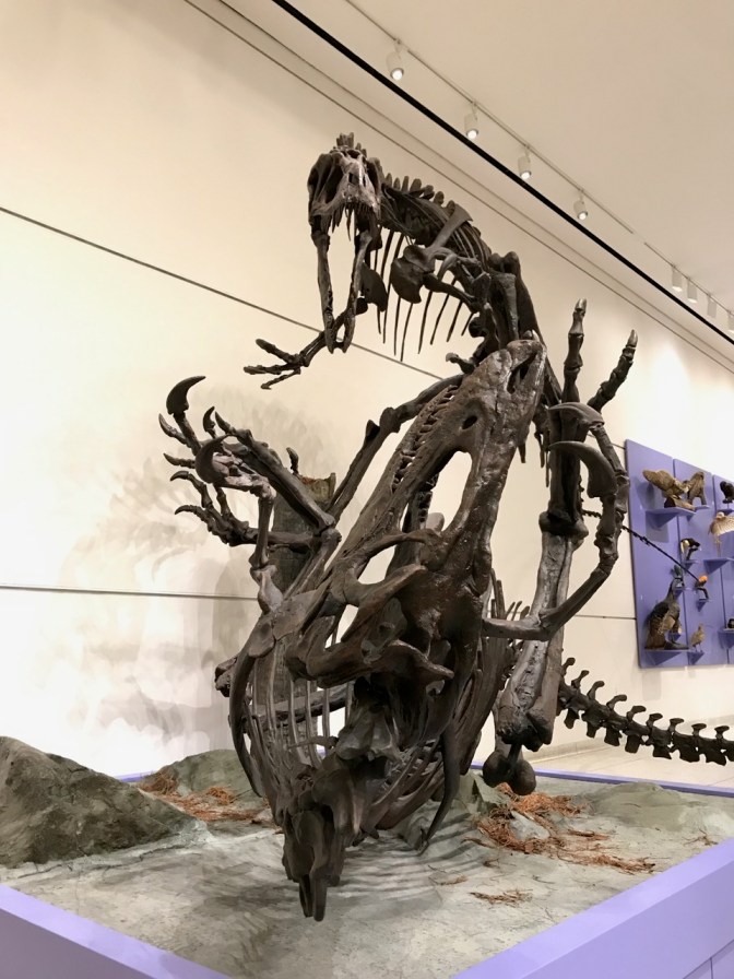Two skeletons of Dryptosaurus aquilunguis, posed that one is attacking the other.
