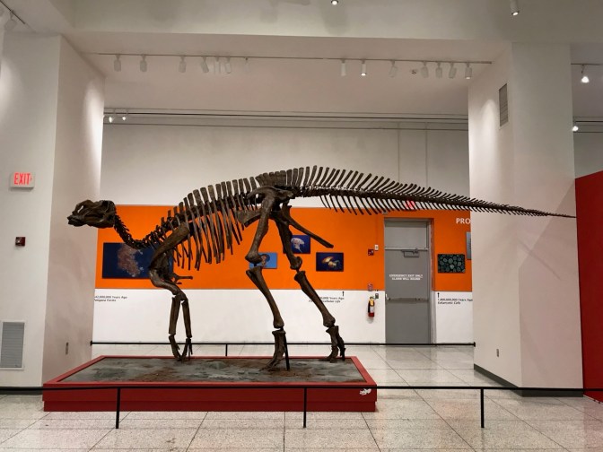 Skeleton of Hadrosaurus Foulkii.