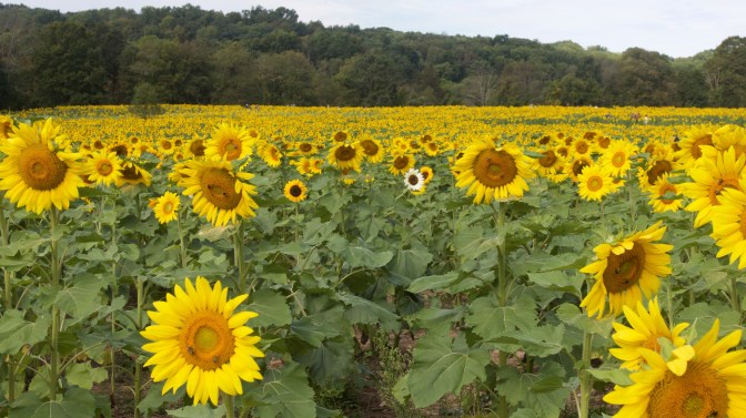 White sunflower in a field of yellow sunflowers.