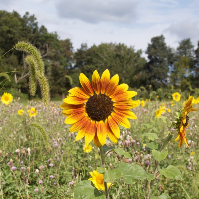 Reddish-yellow sunflower in field.