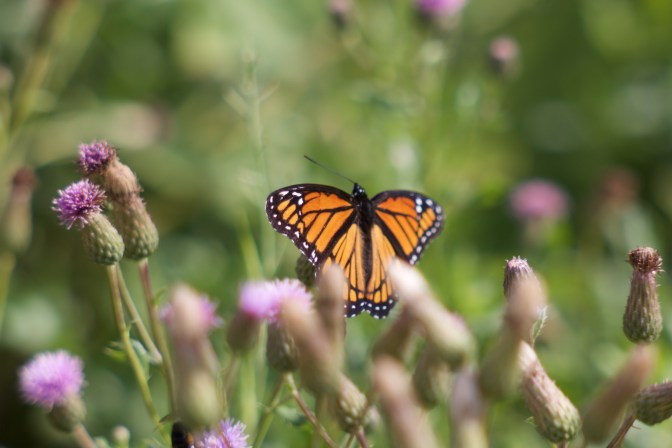 Monarch butterfly in field of immature flower buds.