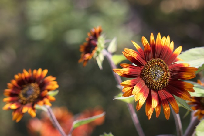 Sunflowers with reddish-yellow petals.