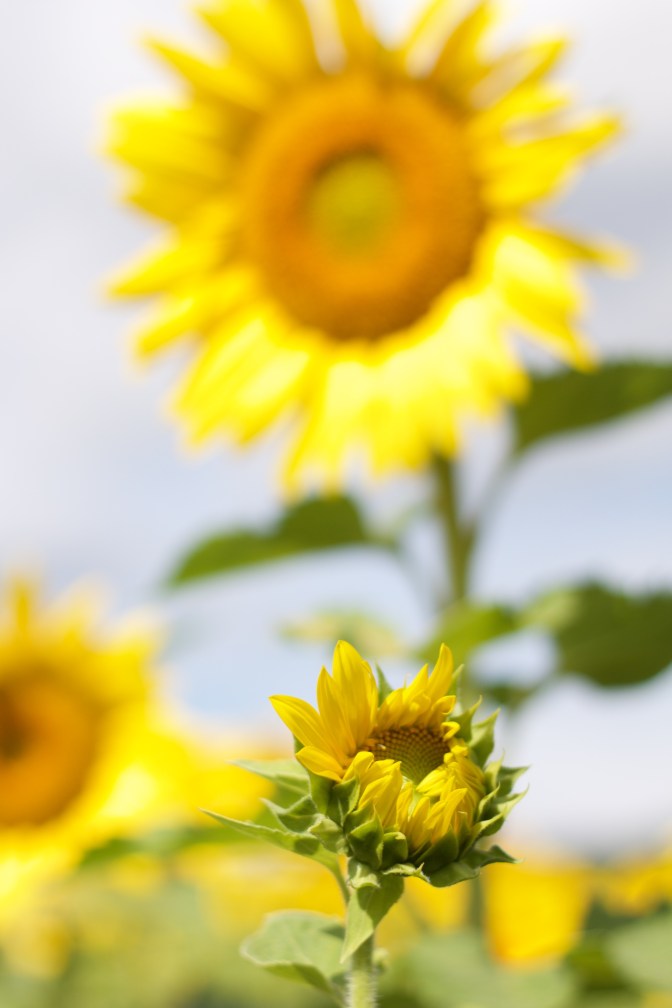 Immature sunflower in foreground with large sunflower in background.
