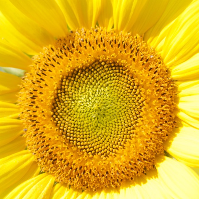 Close-up of sunflower head.