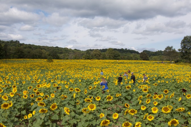 Field of sunflowers, with people moving through them.