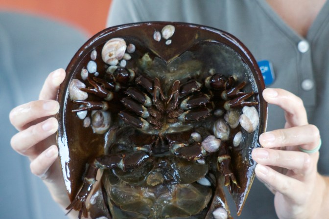 Horseshoes crab, being held up by instructor.