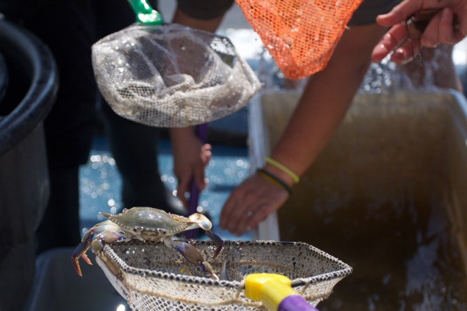 Blue crab on top of net.