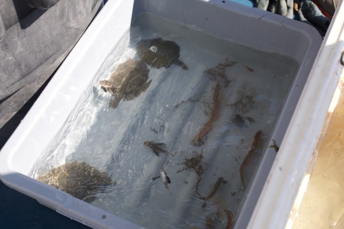 Fish in smaller tank.