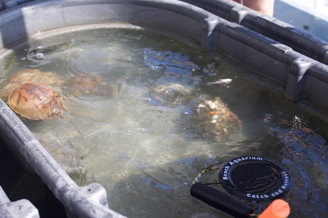 Tub of water with horseshoe crabs.