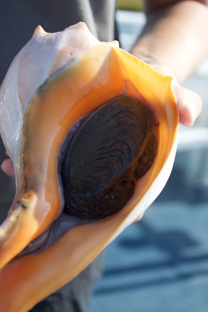 Sea creature living in conch shell.