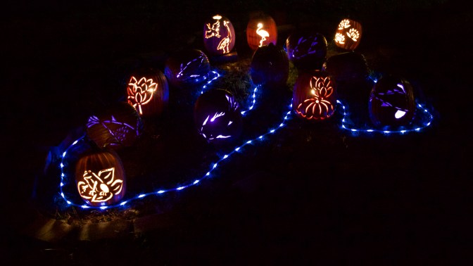 Pumpkins carved into a koi pond.