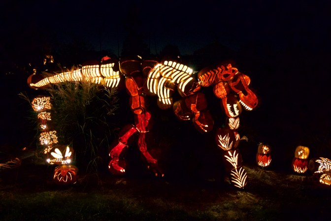 Tyrannosaurs Rex made of pumpkins.