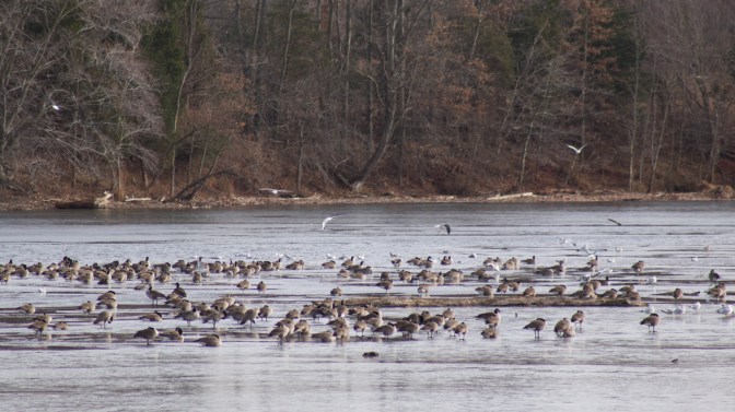Lake with birds resting in shallow water.