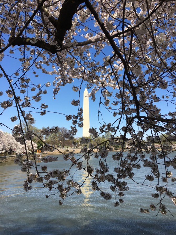 View of Washington Monument through opening between cherry blossoms. Potomac River is in the foreground.