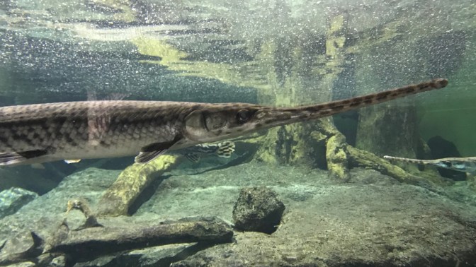 Long-nosed Gar in aquarium tank.