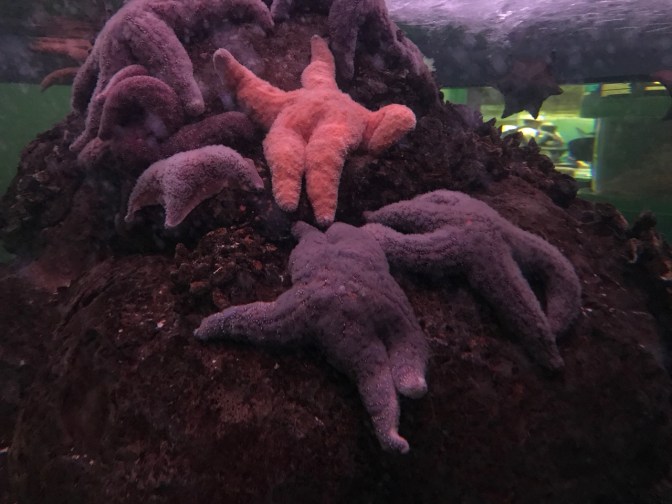 Starfish lying on bed of coral.