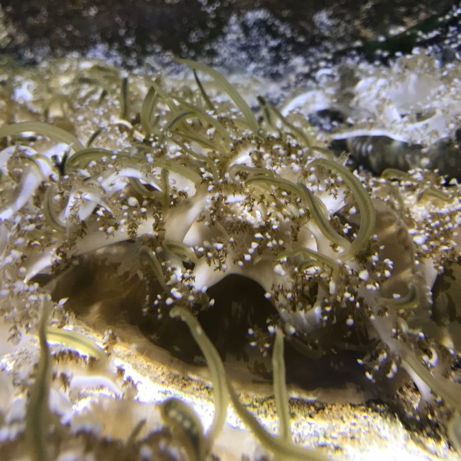 Upside down jellyfish.