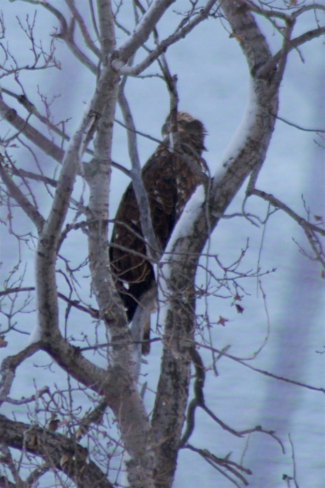 Immature bald eagle in trees.