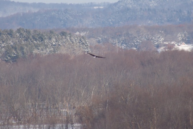 Eagle soaring through the air.