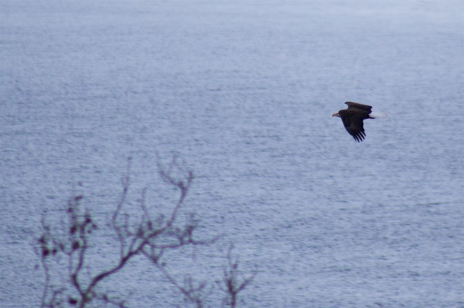 View of eagle flying over river.