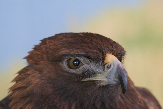Close-up of head of Golden Eagle.
