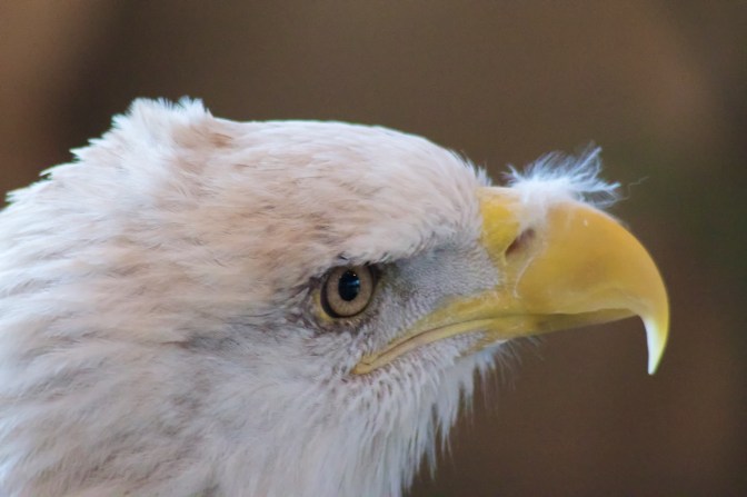 Close up of eagle head.