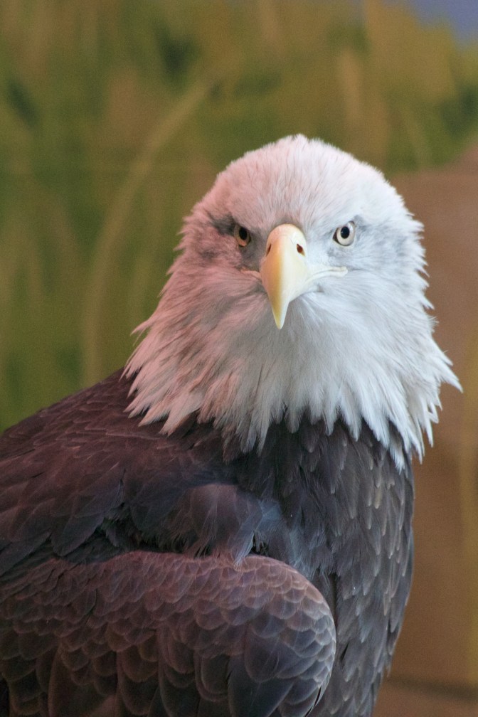Profile of bald eagle.