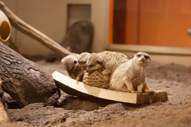 Group of meerkats sitting on wooden board.