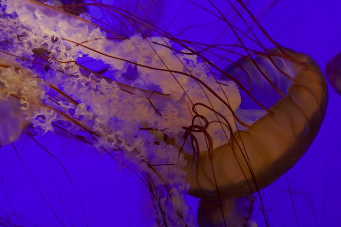 Compass jellyfish in tank.