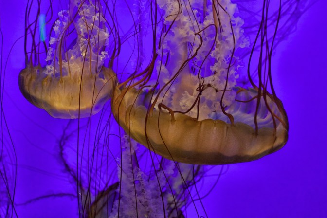 A large tank in a darkened room filled with orange jellyfish.