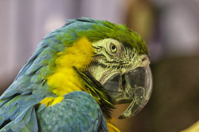 Head of macaw.