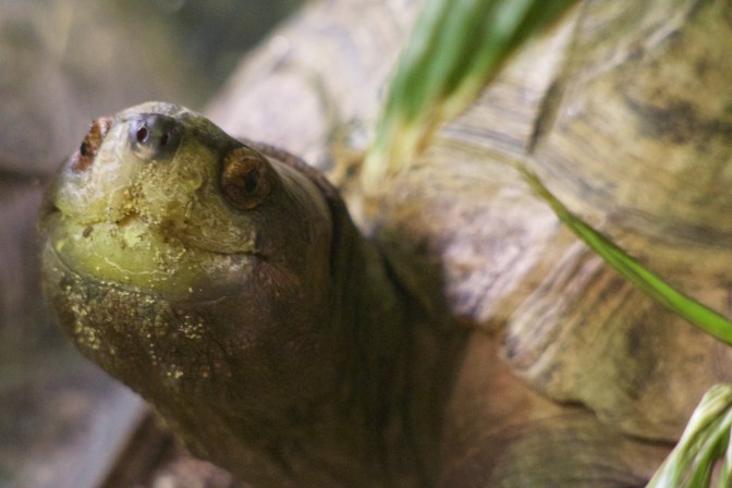 Turtle with head extended