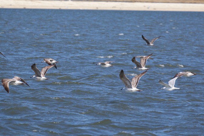 Birds flying across water.