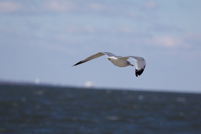 Seagul flying across water.