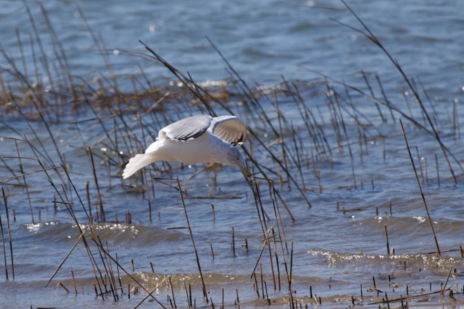 Seagull preparing to land on water.