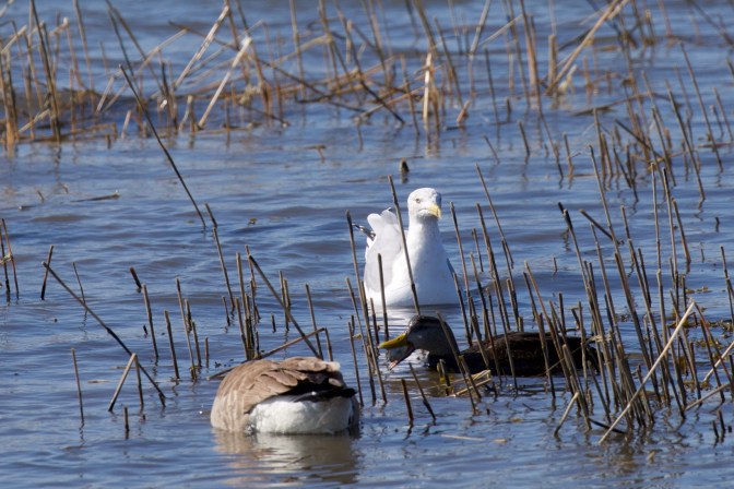 Photo of two ducks, one with an oyster in its mouth, and a seagull, among sea grasses.