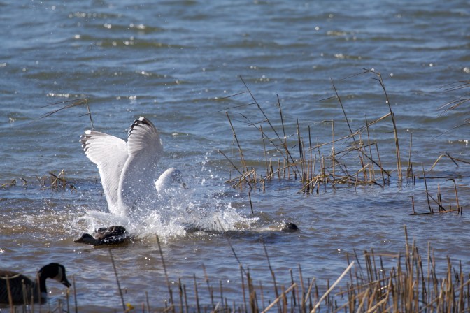 Seagull and duck fighting in water.