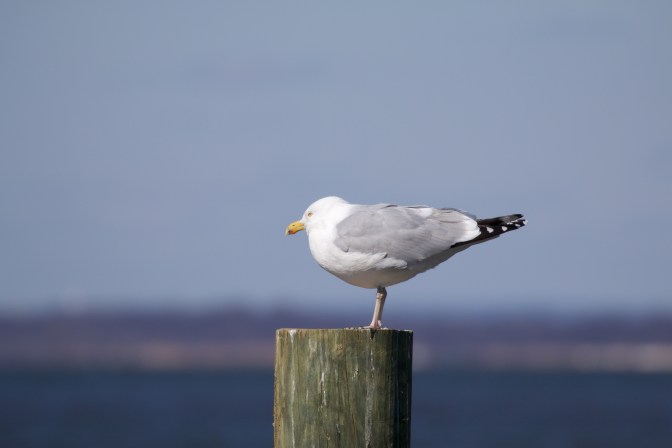 Seagull perched on a piling near bay.