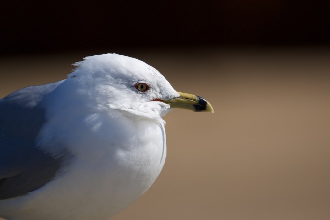 Head of seagull.