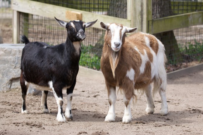 Two goats in pen. Left goat is black and goat on right is brown and yellow.