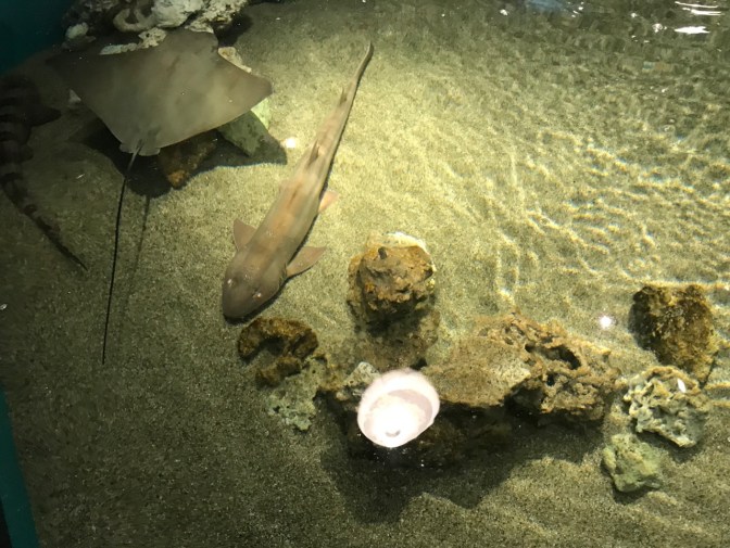 Stingray and shark in "petting" tank.