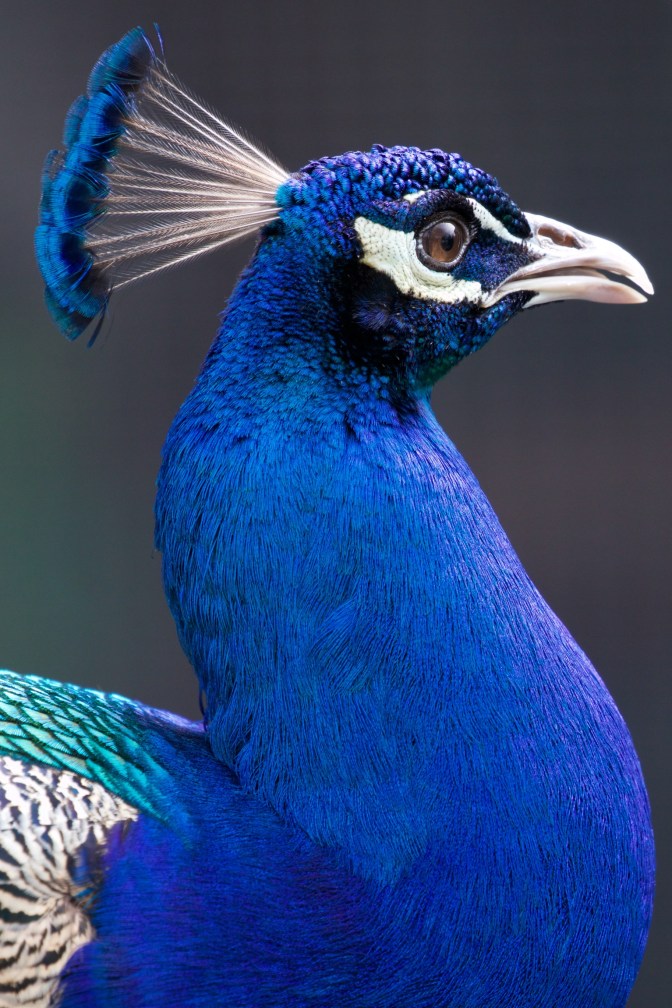 Close-up of head and neck of peacock.