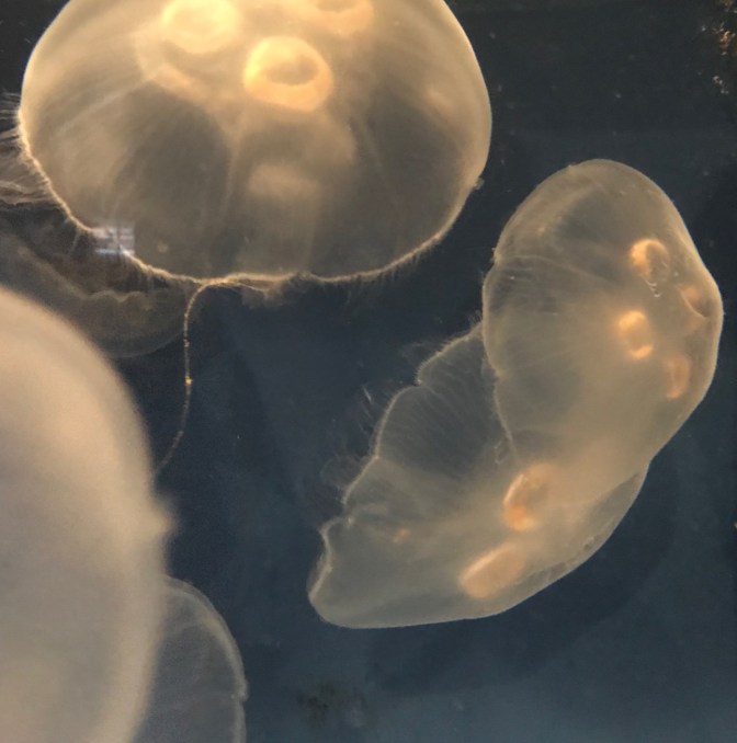 Jellyfish, colored green, floating in water.