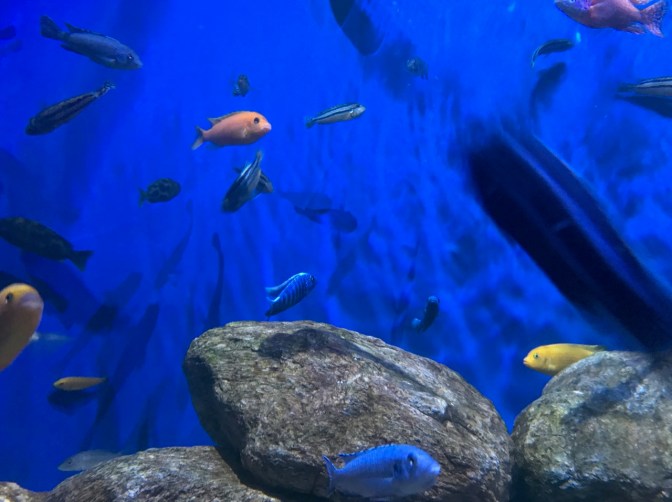 Numerous tropic fish swimming in an aquarium.