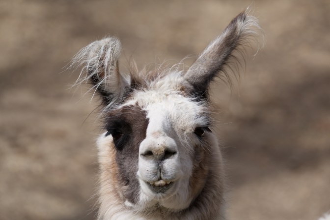 Close-up of head of llama.