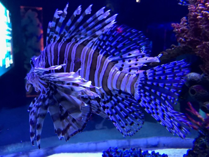 Lionfish swimming in tank.