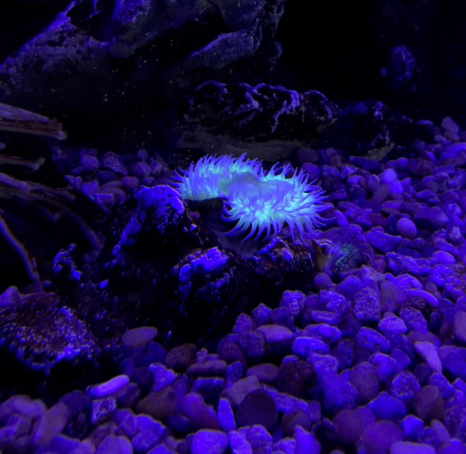 Anemone glowing in dark on bottom of aquarium tank.