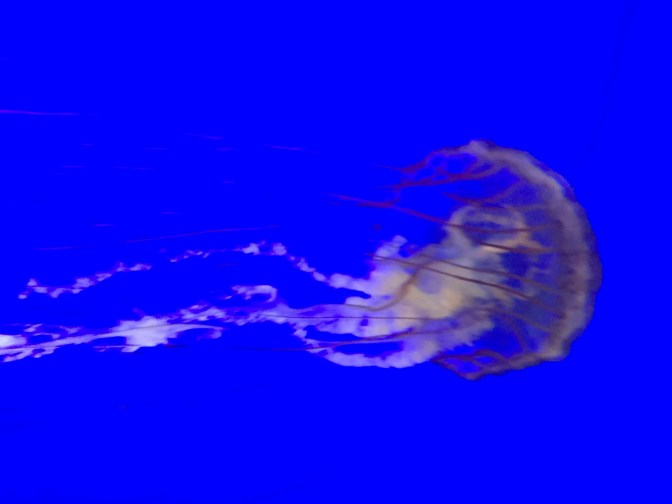 Compass jellyfish swimming.