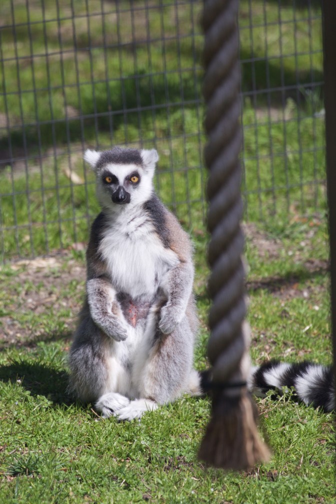 Ring-tailed lemur, standing up and looking straight head.